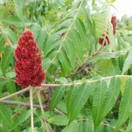 Саженец уксусного дерева (сумаха пушистого) в контейнере